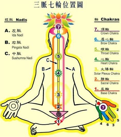 中脈七輪|「脈輪」是什麼？七脈輪位置、運用花晶覺察轉化